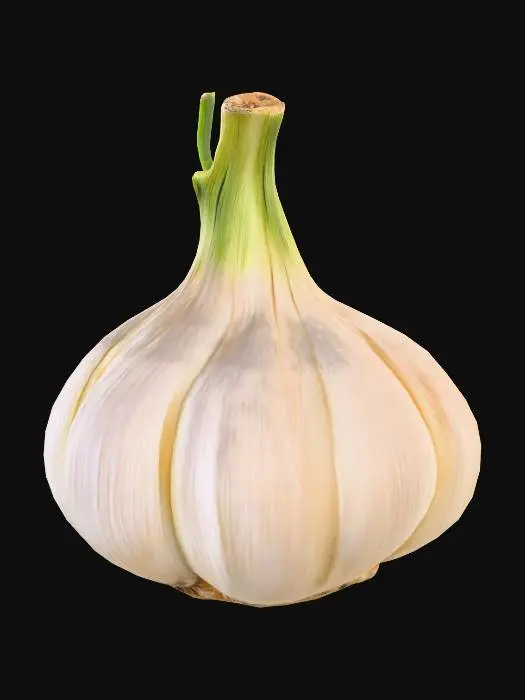 3D model for garlic