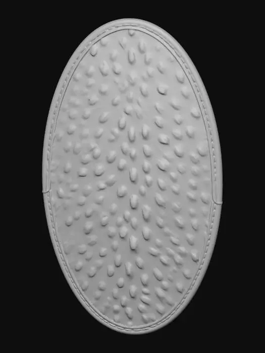 3D model for Leopard Shield Exhibit