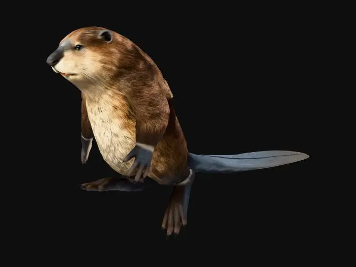 3D model for The T-Pose Beaver