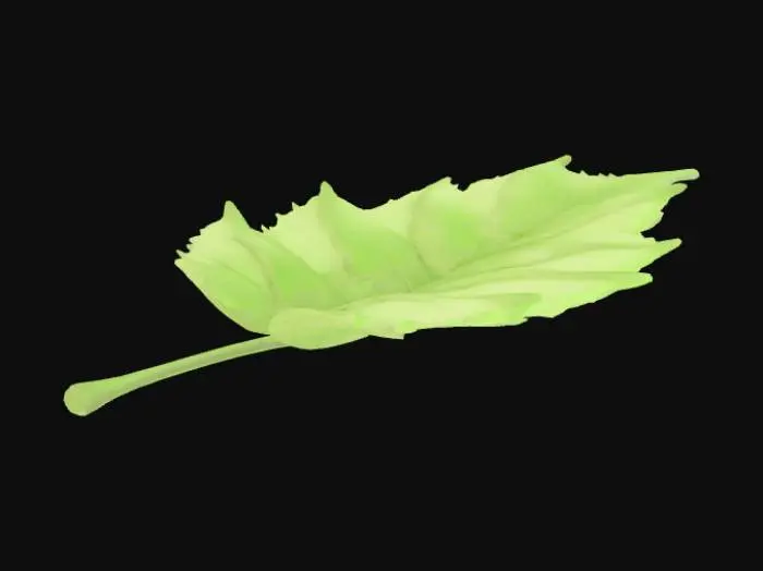 3D model for huş ağacı yaprağı