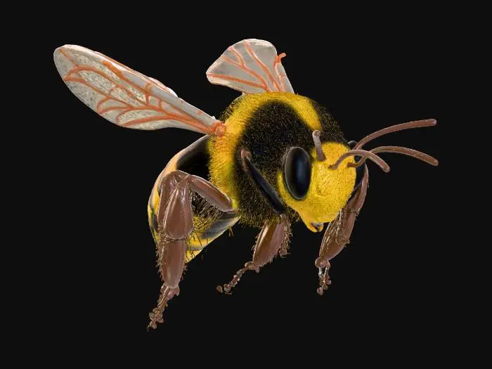 3D model for 현실적인 꿀벌
