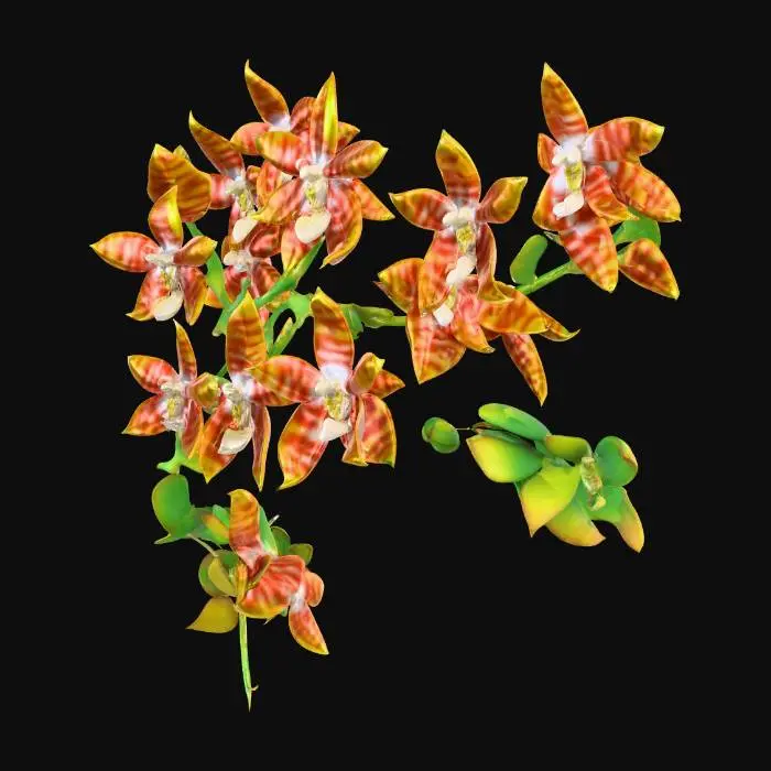3D model for Tiger Orchids Harmony