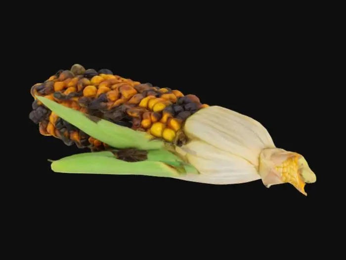 3D model for A moldy ear of corn, with its leaves still attached, dull and ugly colors, withered, missing kernels, an old hanging cob
