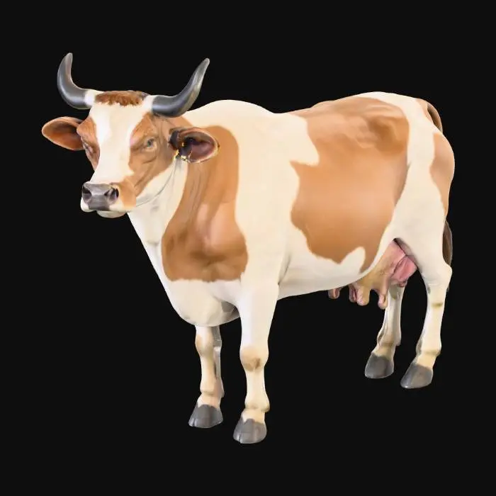 3D model for Create an ultra-realistic 3D model of an adult domestic cow in a calm standing pose. The cow has a broad chest, muscular shoulders, smooth belly, and gentle curvature along the back. Fur is short, fine, and naturally glossy, colored white with large light brown patches. The head is proportionate with a wide forehead, moist dark muzzle, visible nostrils, and expressive brown eyes with long lashes. Medium curved horns lighten toward the tips; ears soft with inner fur. Include a detailed udder, subtle skin folds, veins, and muscle tone beneath the hide. Legs are sturdy with joint definition and dark hooves; tail medium-length with dark tuft. Use 4K PBR textures—albedo, normal, roughness, metallic—for lifelike shading and realistic daylight reflection.