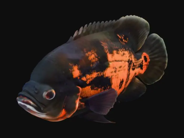 3D model for Aquatic Majesty