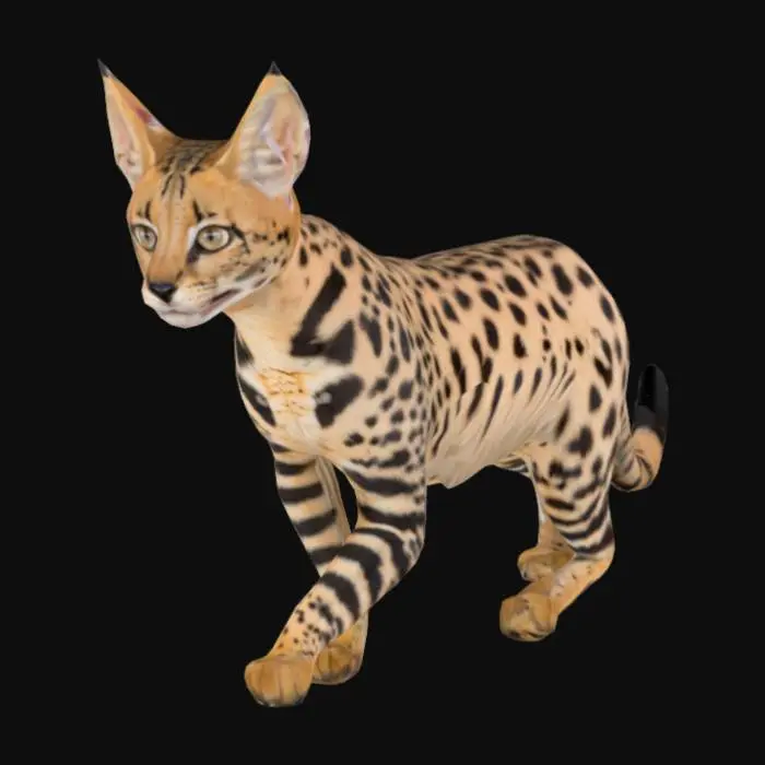 3D model for Savannah Grace