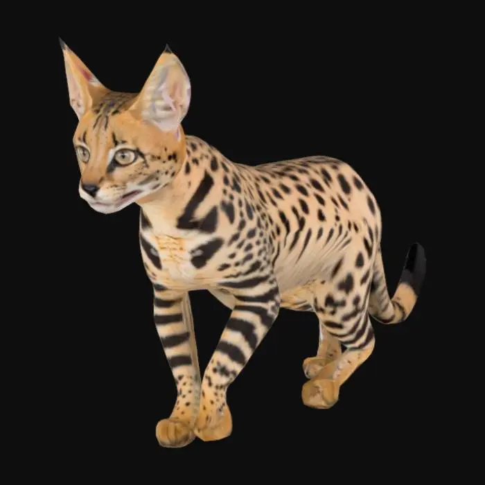 3D model for Savannah Grace