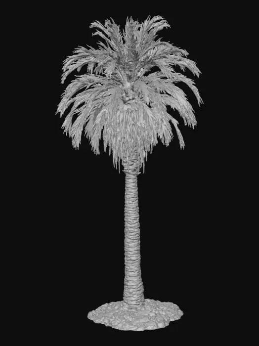 3D model for 3D model of a Carnaúba palm tree (Copernicia prunifera), native to the Caatinga biome. Tall, slender, cylindrical trunk, 10-20cm diameter, rough texture, with visible thorn scars on the lower part. Large, fan-shaped leaves (palmate), green with a distinctive waxy, slightly bluish-gray tone. Dense, rounded crown. Include small, spherical fruits, initially green and ripening to purple, clustered beneath the leaves. Realistic, high-poly, naturalistic rendering, suitable for a desert or semi-arid environment scene.