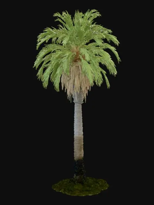 3D model for 3D model of a Carnaúba palm tree (Copernicia prunifera), native to the Caatinga biome. Tall, slender, cylindrical trunk, 10-20cm diameter, rough texture, with visible thorn scars on the lower part. Large, fan-shaped leaves (palmate), green with a distinctive waxy, slightly bluish-gray tone. Dense, rounded crown. Include small, spherical fruits, initially green and ripening to purple, clustered beneath the leaves. Realistic, high-poly, naturalistic rendering, suitable for a desert or semi-arid environment scene.