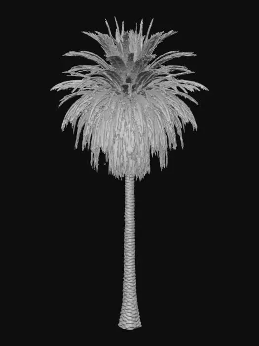 3D model for 3D model of a Carnaúba palm tree (Copernicia prunifera), native to the Caatinga biome. Tall, slender, cylindrical trunk, 10-20cm diameter, rough texture, with visible thorn scars on the lower part. Large, fan-shaped leaves (palmate), green with a distinctive waxy, slightly bluish-gray tone. Dense, rounded crown. Include small, spherical fruits, initially green and ripening to purple, clustered beneath the leaves. Realistic, high-poly, naturalistic rendering, suitable for a desert or semi-arid environment scene.
