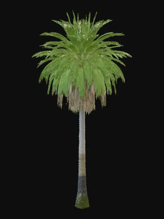 3D model for 3D model of a Carnaúba palm tree (Copernicia prunifera), native to the Caatinga biome. Tall, slender, cylindrical trunk, 10-20cm diameter, rough texture, with visible thorn scars on the lower part. Large, fan-shaped leaves (palmate), green with a distinctive waxy, slightly bluish-gray tone. Dense, rounded crown. Include small, spherical fruits, initially green and ripening to purple, clustered beneath the leaves. Realistic, high-poly, naturalistic rendering, suitable for a desert or semi-arid environment scene.