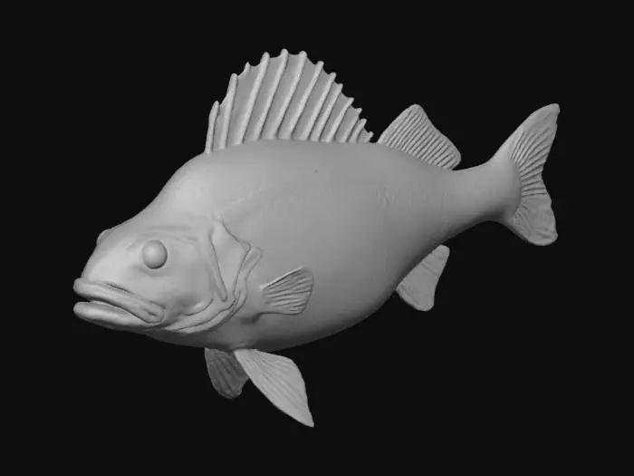 3D model for Perch Illustration