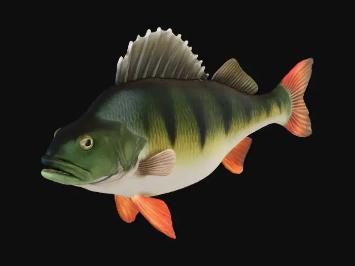 3D model for Perch Illustration