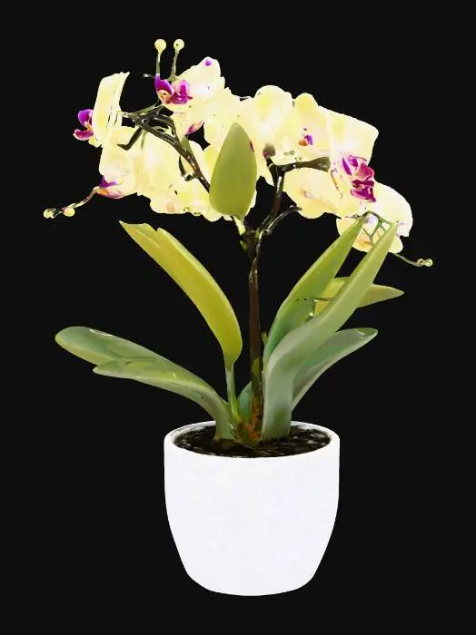 3D model for orchid plant in a white potted