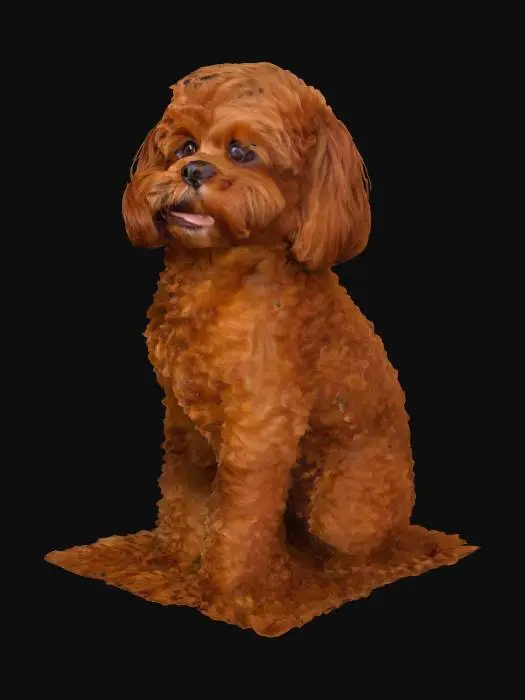 3D model for Curly Companion