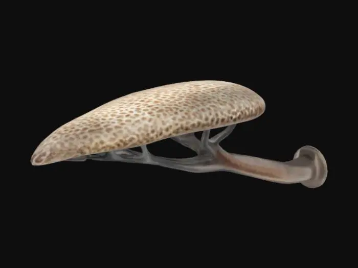 3D model for tree canopy styled door lever