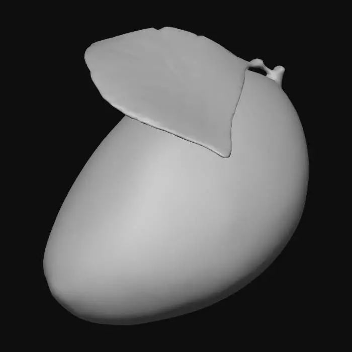 3D model for mango
