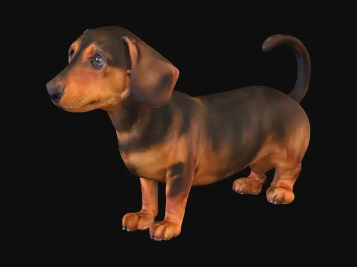 3D model for Dachshund cute