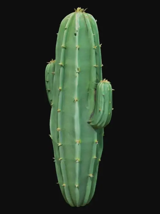 3D model for Cactus Glow