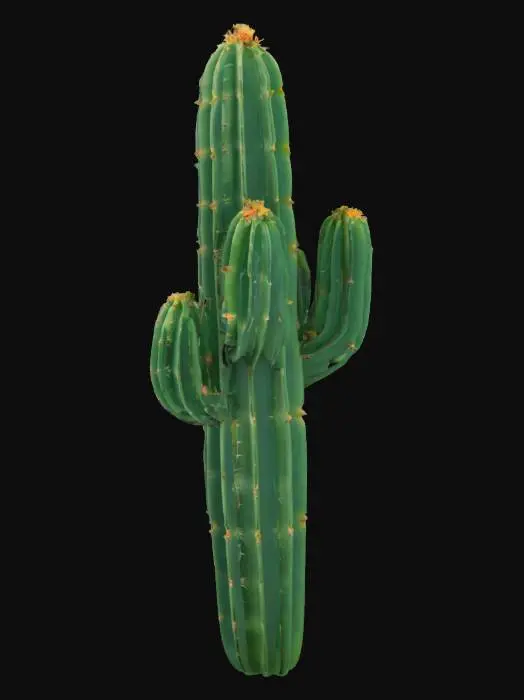 3D model for Cactus Glow