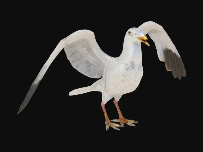 3D model for a realistic seagull standing on a rock, wings relaxed, high detail feathers and textures, game ready asset, clean mesh, UV unwrapped, PBR textures, optimized for real-time rendering





