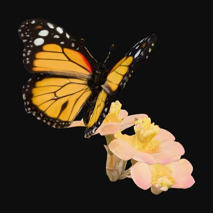 3D model for butterfly