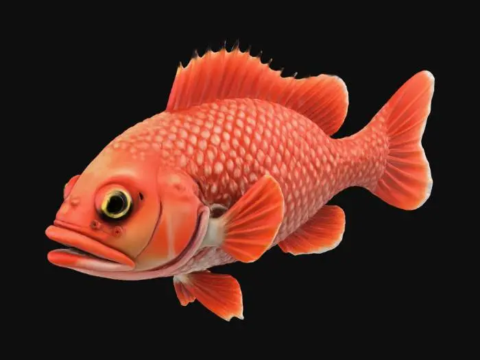 3D model for create a hyper realistic 3D model of a Red Grouper (Epinephelus morio). have it in a stationary position and do not make it shiny but give it a soft sheen