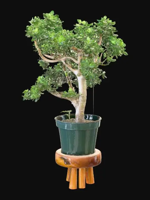 3D model for Jade Serenity