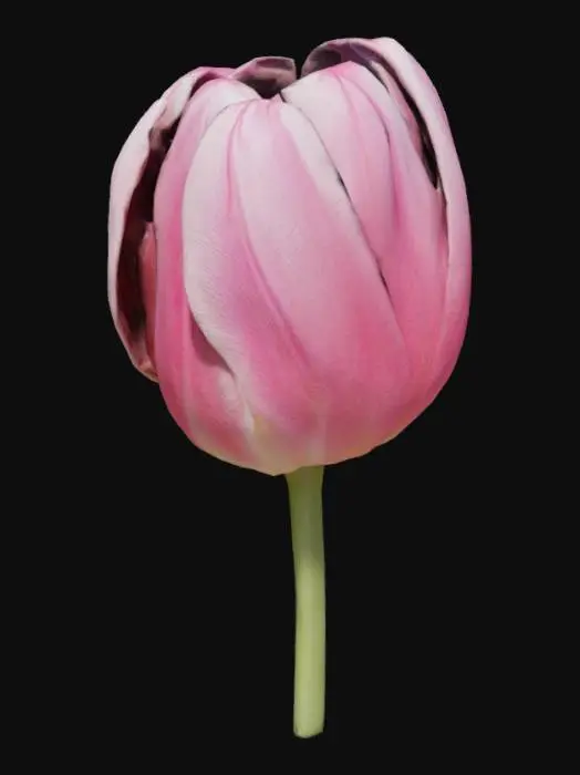 3D model for a single pink tulip, without leaves