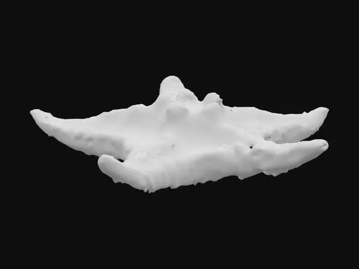 3D model for Starfish Delight