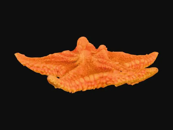 3D model for Starfish Delight