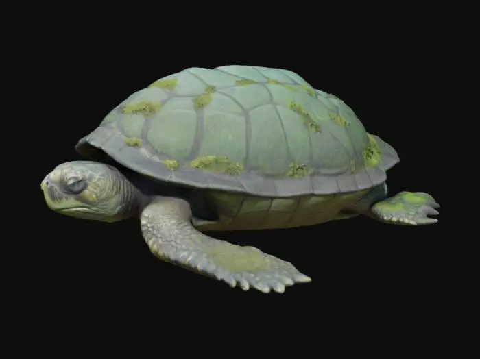 3D model for Древняя морская черепаха, медленно ползущая по дну, ее панцирь покрыт мхом и ракушками. Панцирь огромный, твердый, с глубокими бороздами и трещинами, его цвет темно-зеленый или коричневый. На нем растут мягкие, зеленые водоросли и жесткие, острые ракушки. Кожа на лапах и шее морщинистая, чешуйчатая, а глаза старые и мудрые. #ocean#