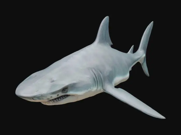 3D model for Крупная акула-молот, медленно патрулирующая глубины, ее кожа серо-голубого цвета. Кожа акулы шершавая, как наждачная бумага, плотная и мускулистая. Характерная голова в форме молота придает ей уникальный силуэт, а небольшие, темные глаза расположены по краям. Плавники жесткие и острые. Ее обтекаемая форма выглядит мощно и быстро. #ocean#