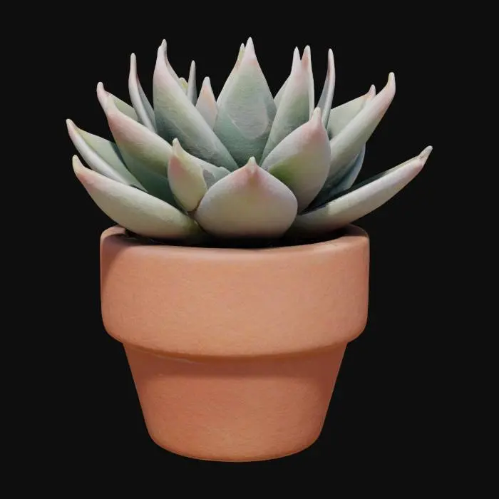 3D model for Небольшое комнатное растение суккулент в простом терракотовом горшке. Листья растения мясистые, округлые, окрашены в серо-зеленый цвет с легким розоватым оттенком по краям. Их поверхность гладкая, слегка восковая. Горшок имеет пористую, шероховатую текстуру и землистый оранжево-коричневый цвет.
