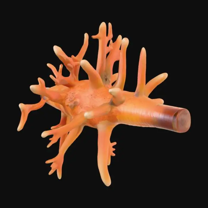 3D model for Coral Fantasy