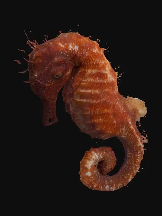 3D model for Majestic Seahorse, #ocean#