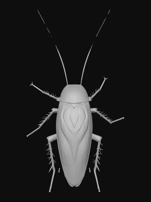 3D model for Cockroach Portrait