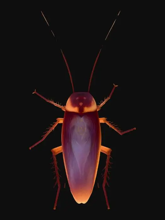 3D model for Cockroach Portrait