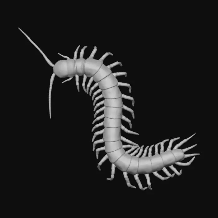 3D model for Curved centipede with orange legs