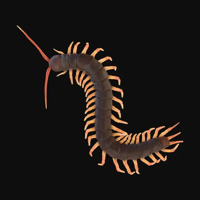 3D model for Curved centipede with orange legs