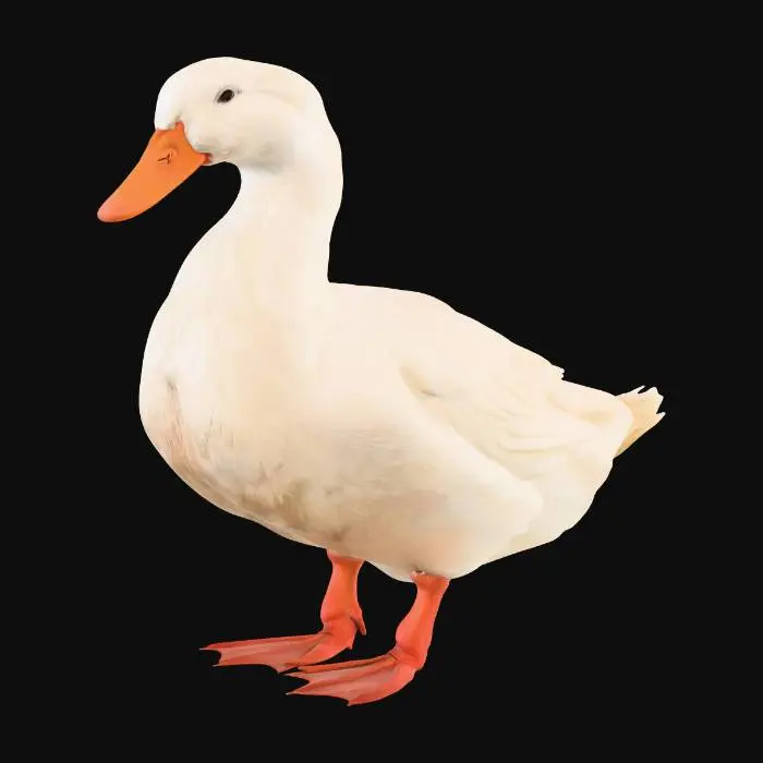 3D model for Snowy Pekin Duck