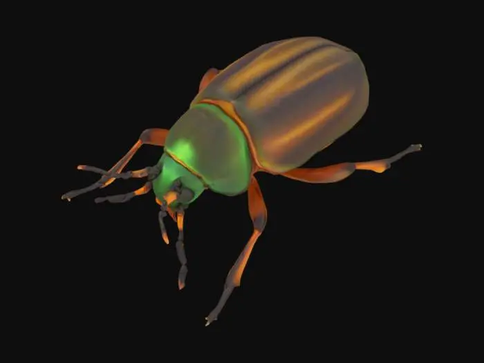 3D model for low poly beetle insect, hard shell, six legs, short antennae, 