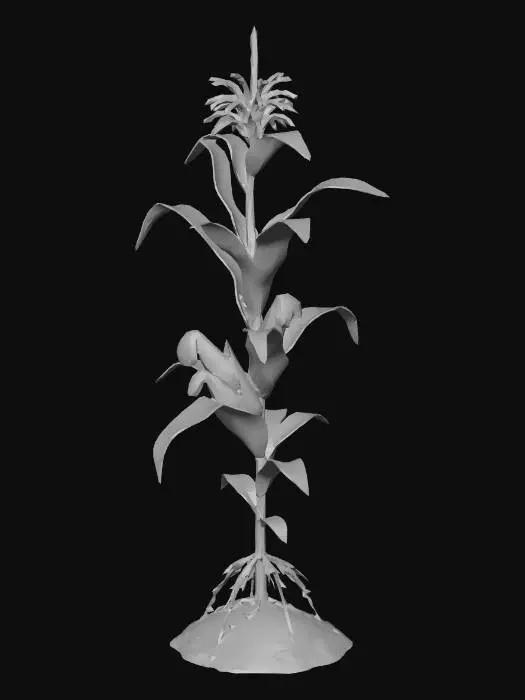 3D model for Corn Plant Study