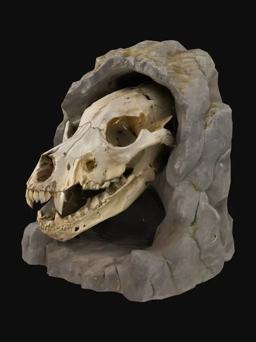 3D model for Cavernous Remains