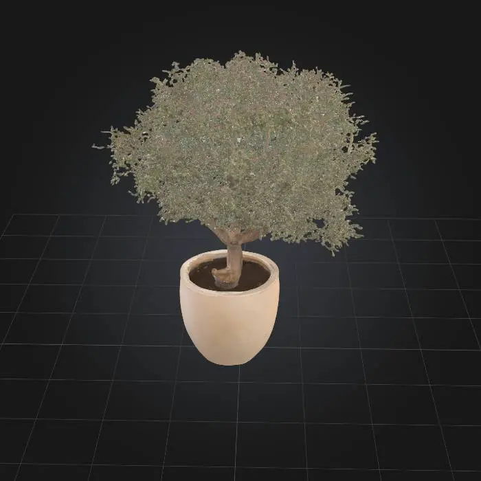 3D model for Olive Serenity