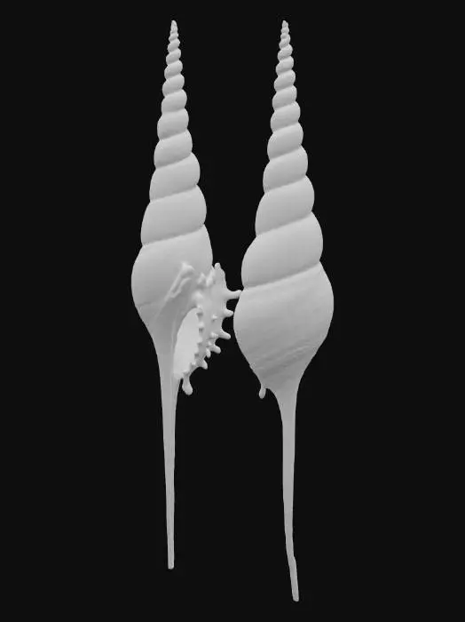 3D model for 长鼻螺