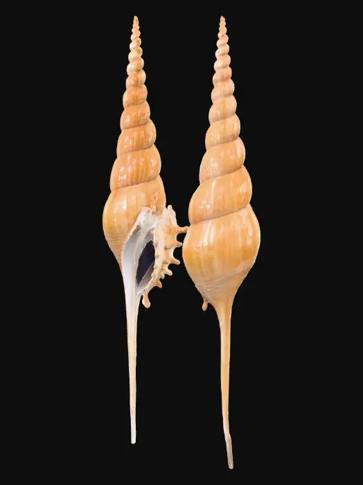 3D model for 长鼻螺