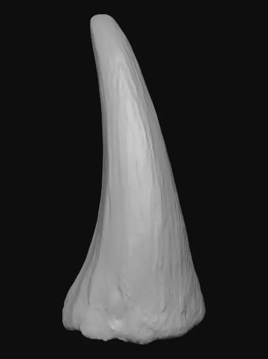 3D model for Shark Tooth Illustration