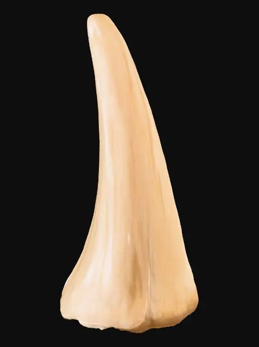 3D model for Shark Tooth Illustration