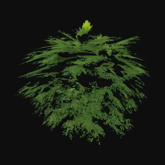 3D model for ultra realistic juvenile cannabis plant 